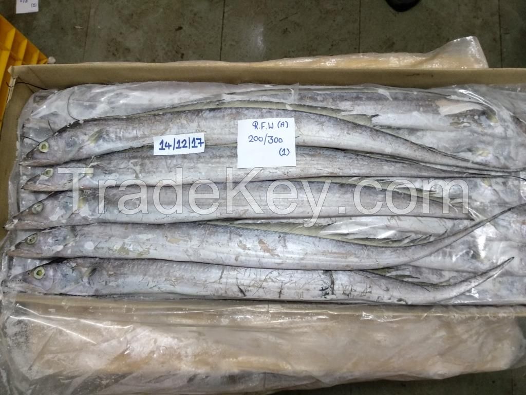 RIBBONFISH, YELLOW CROAKER, SILVER CROAKER, INDIAN MACKEREL, SQUID, CUTTLE FISH ETC.....