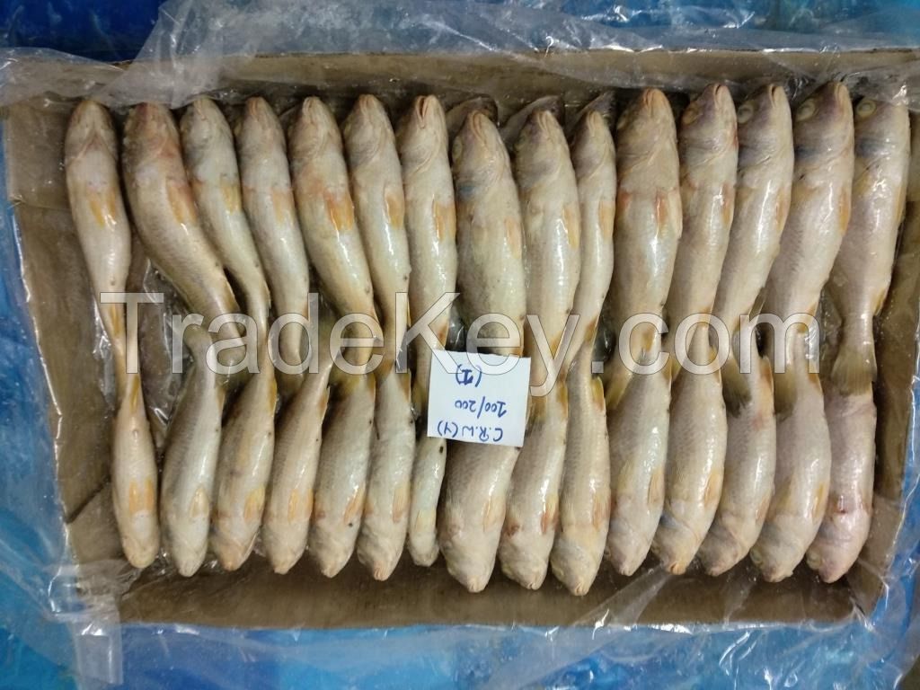 RIBBONFISH,YLLOW CROAKER,SILVER CROAKER,INDIAN MACKEREL,SQUID, CUTTLE FISH ETC.....