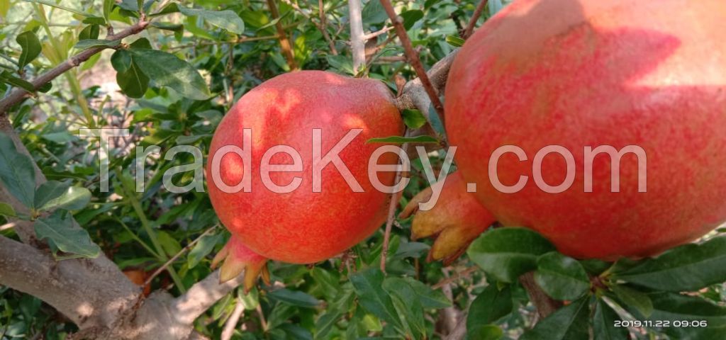 Fresh Pomegranates