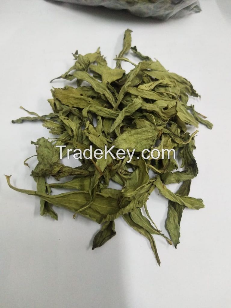 stevia dry leaves and stevia powder