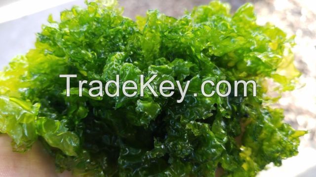 Ulva Lactuca
