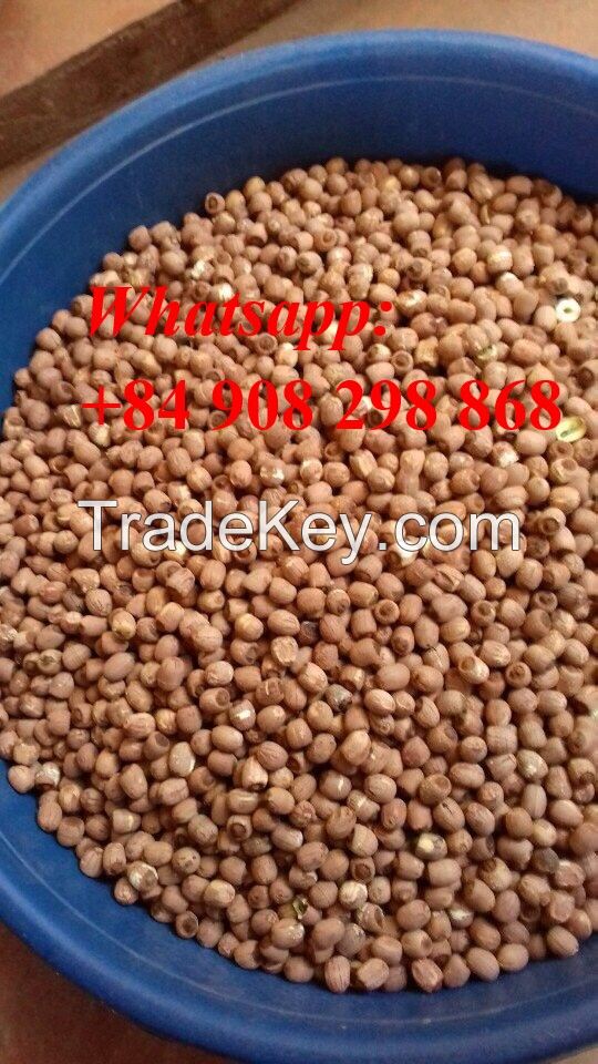 the best price lutos seeds in VIet NAm