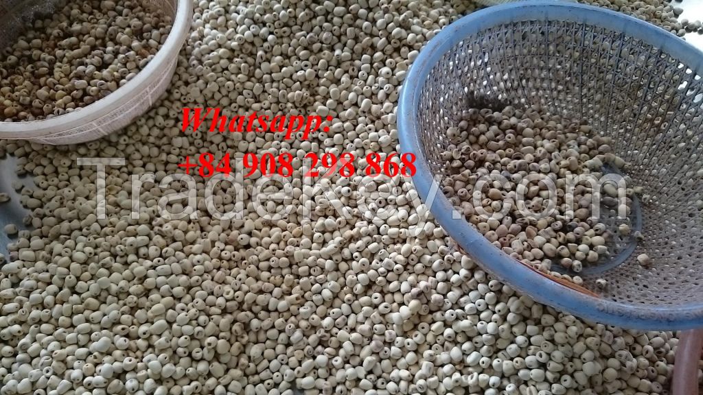 the best price lutos seeds in VIet NAm