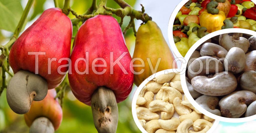 The Ultimate Guide to Elevating Your Cuisine: Delectable Cashew Nut Masala Recipe Unveiled