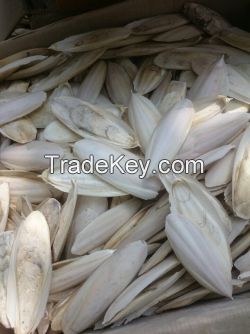 Dried Cuttlefish Bone