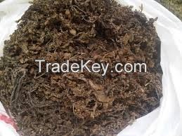 Dried Sagassum Seaweeds