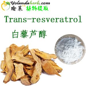 Knotweed Extract |Trans-resveratrol-Yolandaherb