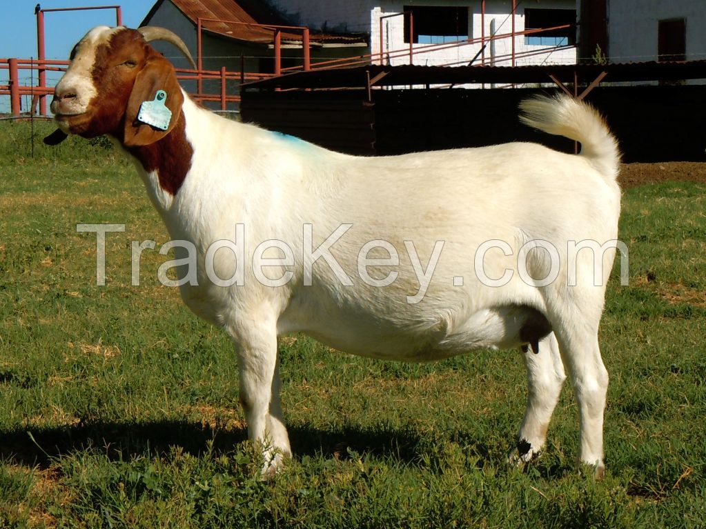 Healthy Full Blood Life Boer Goats For Sale