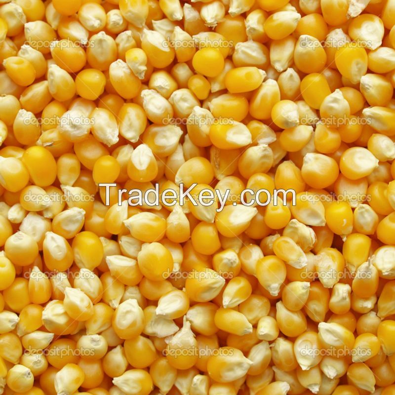 best quality Yellow maize for export