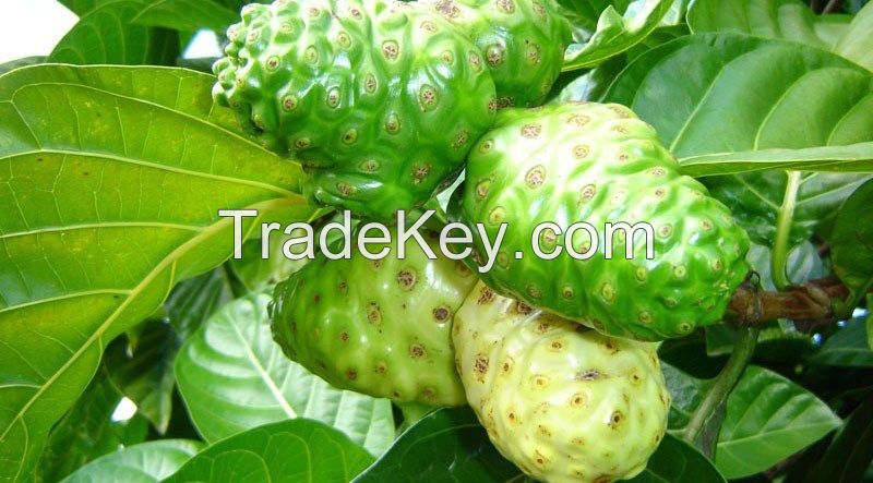 BEST PRICE FRESH NONI/DRIED NONI/ NONI POWDER/ MANUFACTUROR NONI