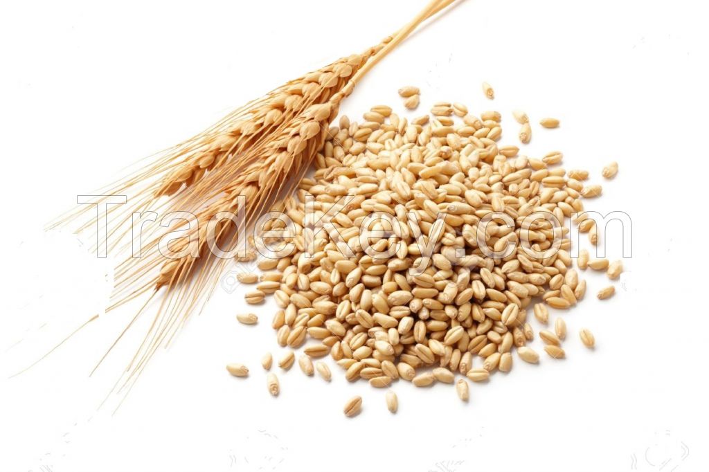 soft wheat