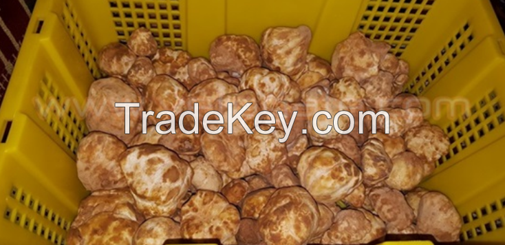 Fresh desert White Truffles 