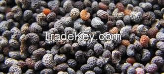 Blue Poppy Seeds (Best Quality), wheat poppy seeds, Sesame seeds