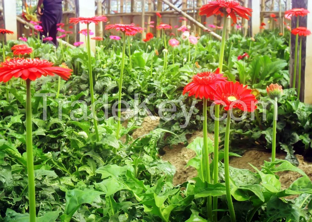 Jute bags, Cut flowers