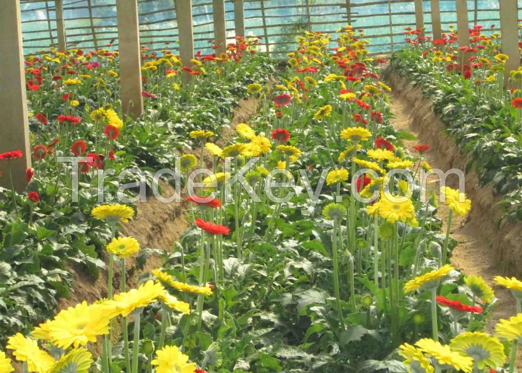 Jute bags, Cut flowers