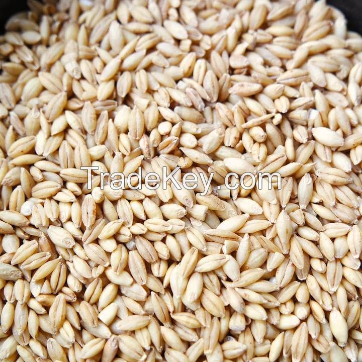  Animal Feed Barley For Sale 