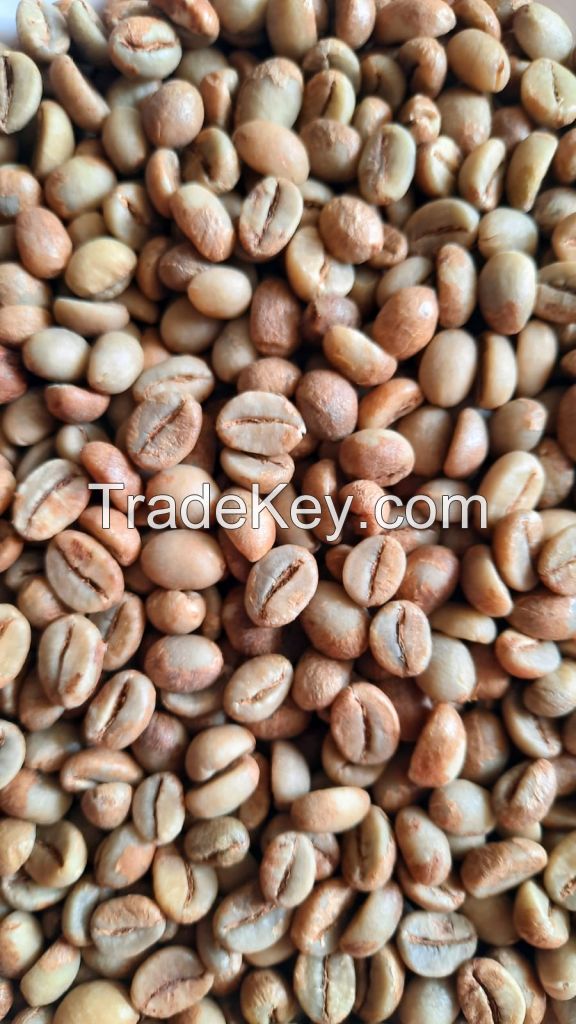 robusta coffee beans