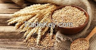 Wheat Flour