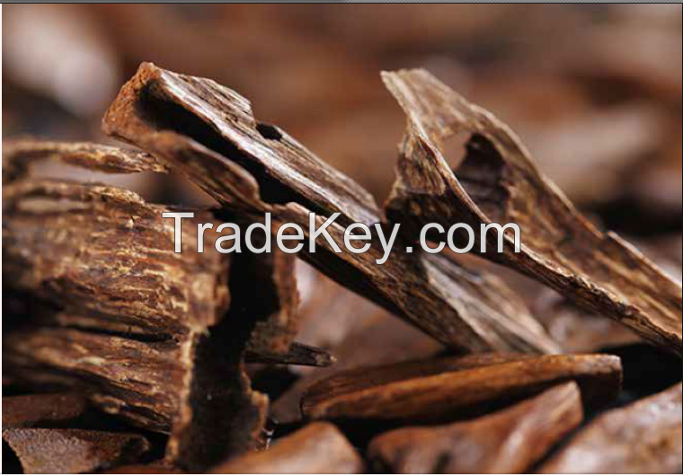 Agar Oudh wood chips from Vietnamese aquiiralia crasna