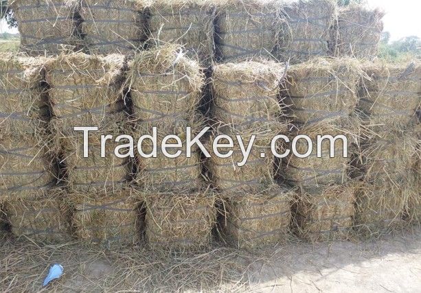 Rice Straw (High grade from Pakistan)