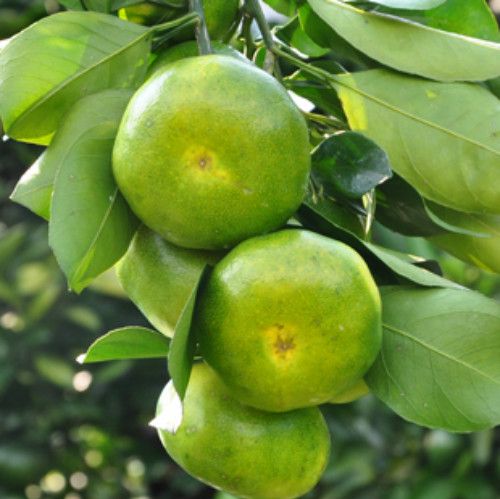 Early-maturing Orange