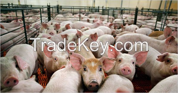 Cheap live pigs for sale / supply live pigs