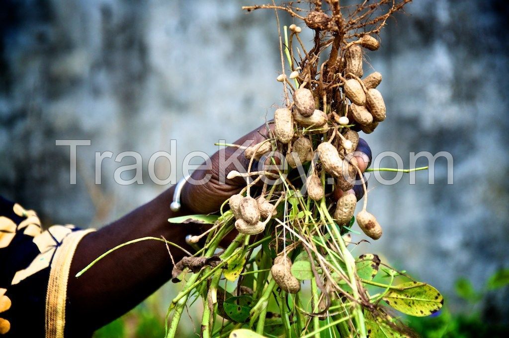 groundnut/peanut