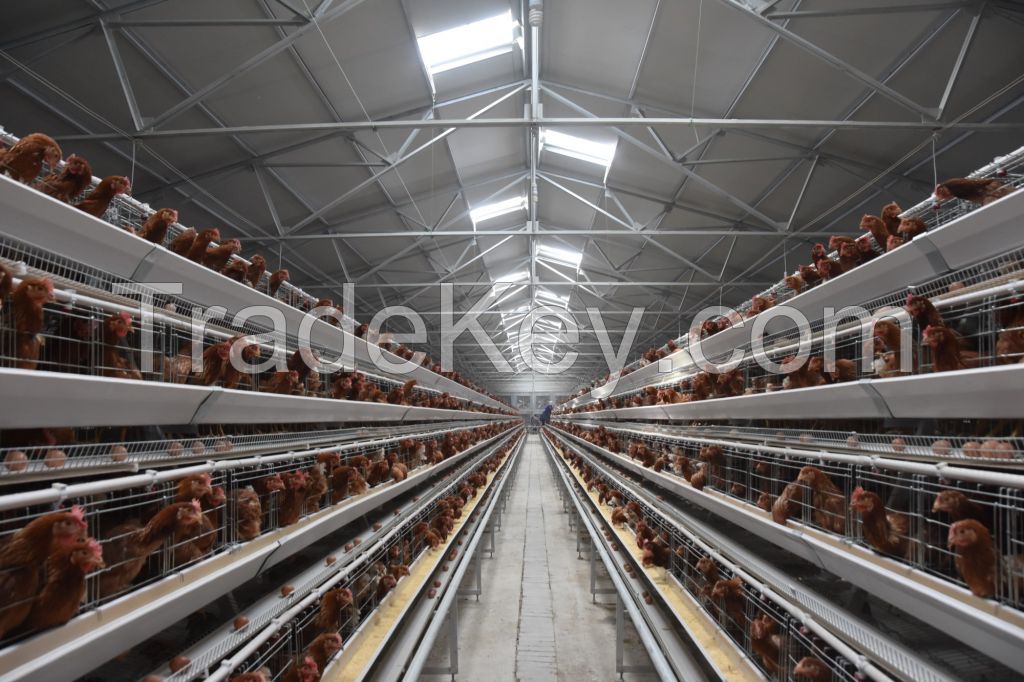 Automatic A type chicken cage system