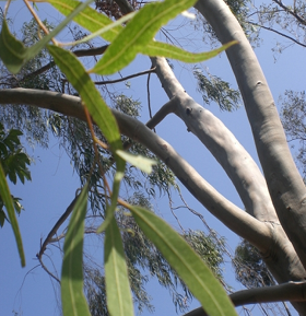 Eucalyptus Citriodora oil