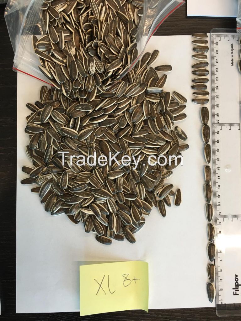 Striped sunflower seeds Jaguar XL