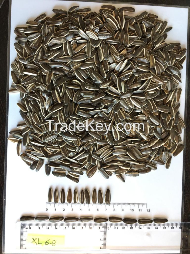 Striped sunflower seeds Jaguar XL