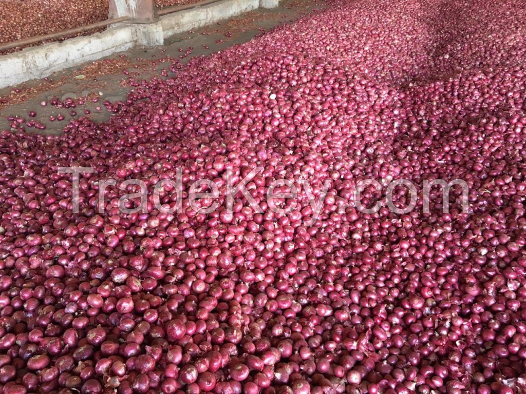 Nashik Red Onion