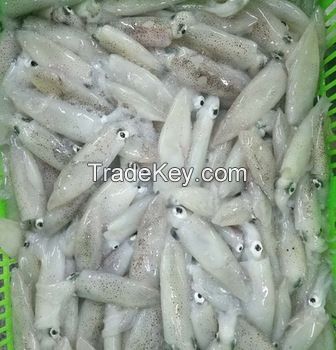 Frozen Whole Round thailand  Loligo Squid