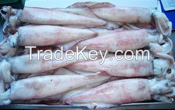 Frozen Whole Round thailand  Loligo Squid