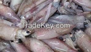Frozen Whole Round thailand  Loligo Squid