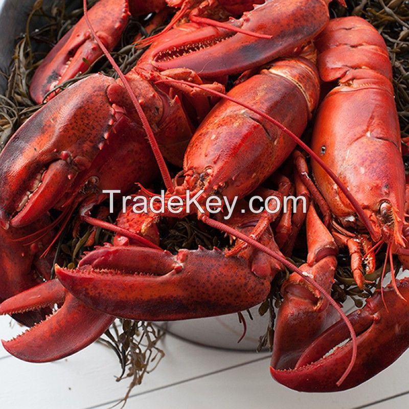 Frozen Lobster Tails, Frozen Live Canadian Lobster 