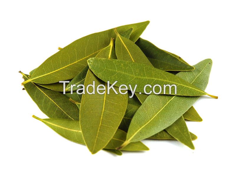  Bay Leaf