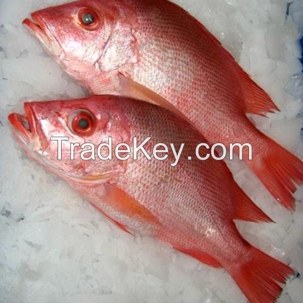 Best Quality for sale at low rate/Seafood Frozen Red Snapper Fish