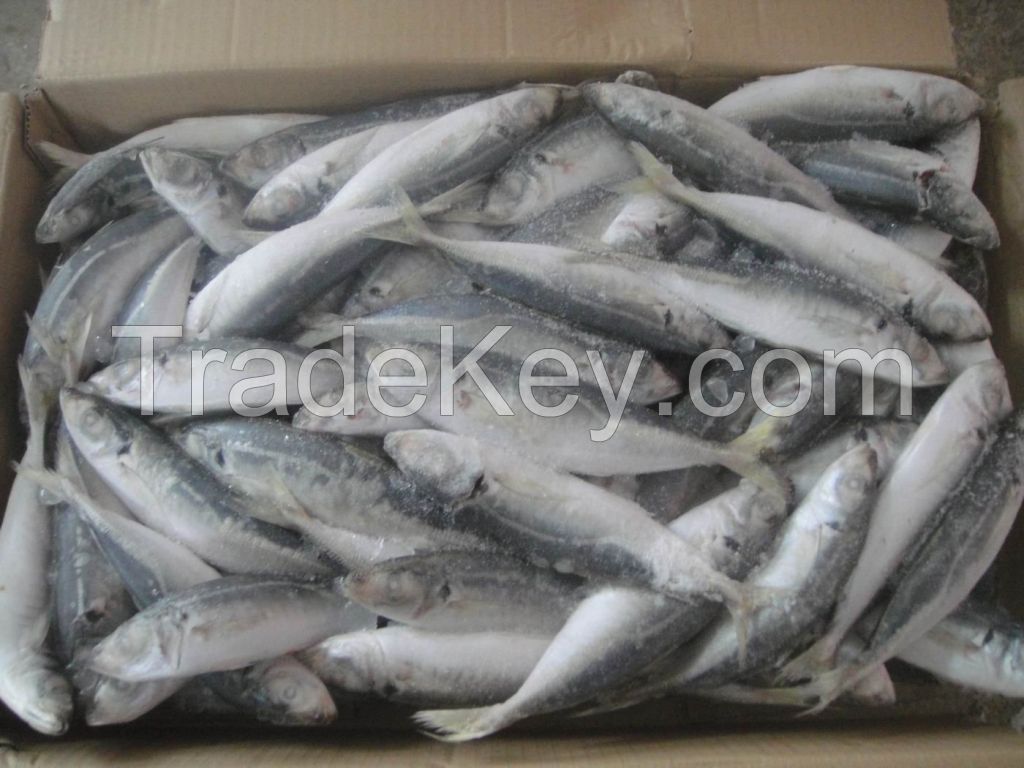 Frozen Pacific Mackerel Fish