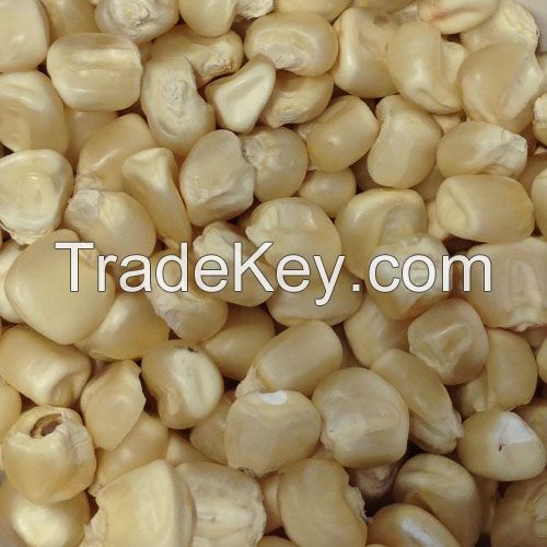 2019 New Season Vacuum Package Sweet Corn on the Cob with Good Price