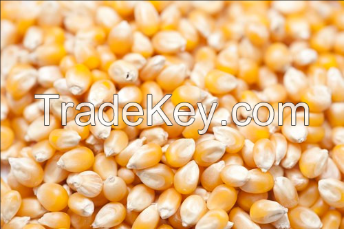 2019 New Season Vacuum Package Sweet Corn on the Cob with Good Price