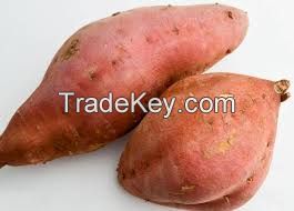 FRESH SWEET POTATO - RICH IN VITAMIN EXPORT STANDARD PRICE FOR SALE HIGH QUALITY WITH BEST PRICE 