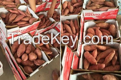 FRESH SWEET POTATO - RICH IN VITAMIN EXPORT STANDARD PRICE FOR SALE HIGH QUALITY WITH BEST PRICE 