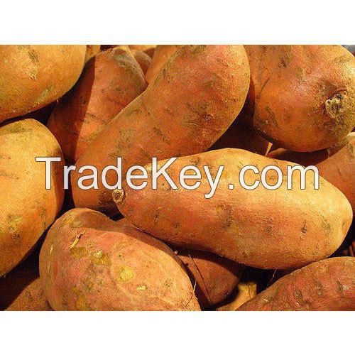 FRESH SWEET POTATO - RICH IN VITAMIN EXPORT STANDARD PRICE FOR SALE HIGH QUALITY WITH BEST PRICE 