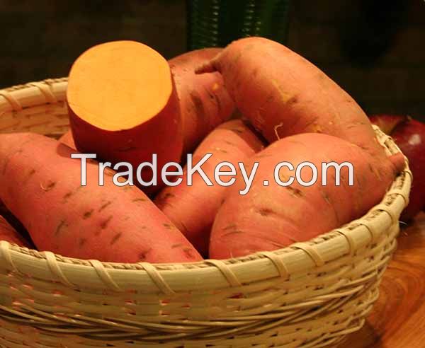 FRESH SWEET POTATO - RICH IN VITAMIN EXPORT STANDARD PRICE FOR SALE HIGH QUALITY WITH BEST PRICE 