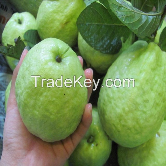 Fresh Fruits Guava Supplier / Exporter