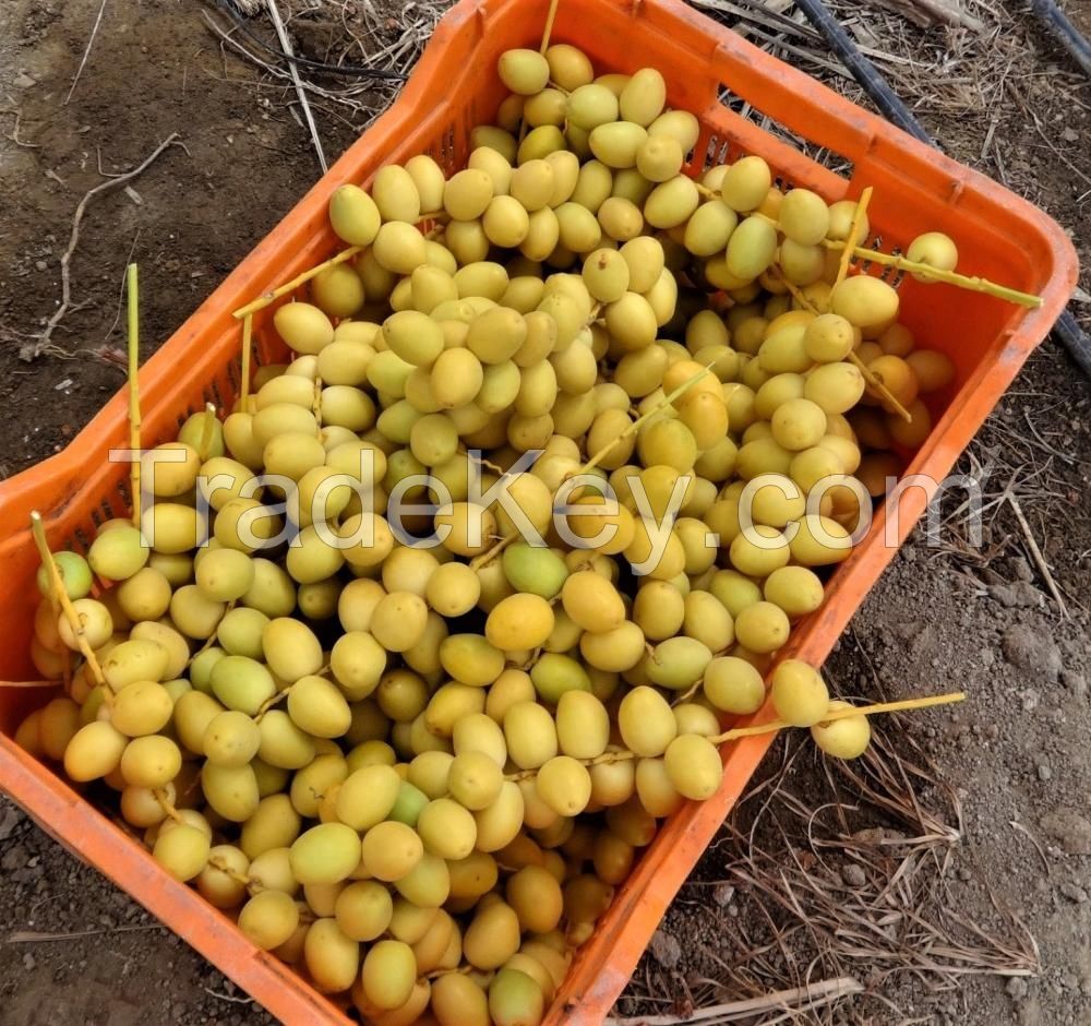 Fresh Dates/Yellow Dates/Fresh Barhi Dates