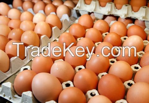 High Quality Fresh Chicken Eggs