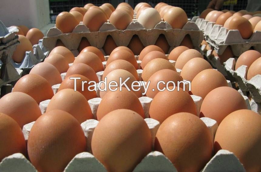 High Quality Fresh Chicken Eggs