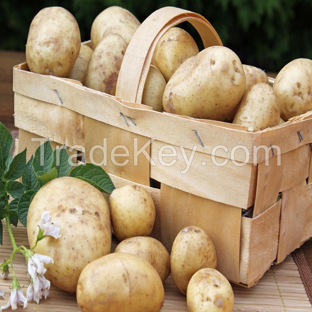 delicious fresh potato thailand market price